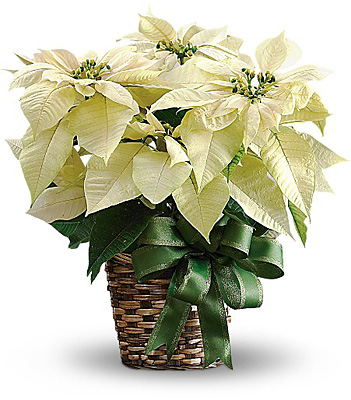 White Poinsettia from Bakanas Florist & Gifts, flower shop in Marlton, NJ
